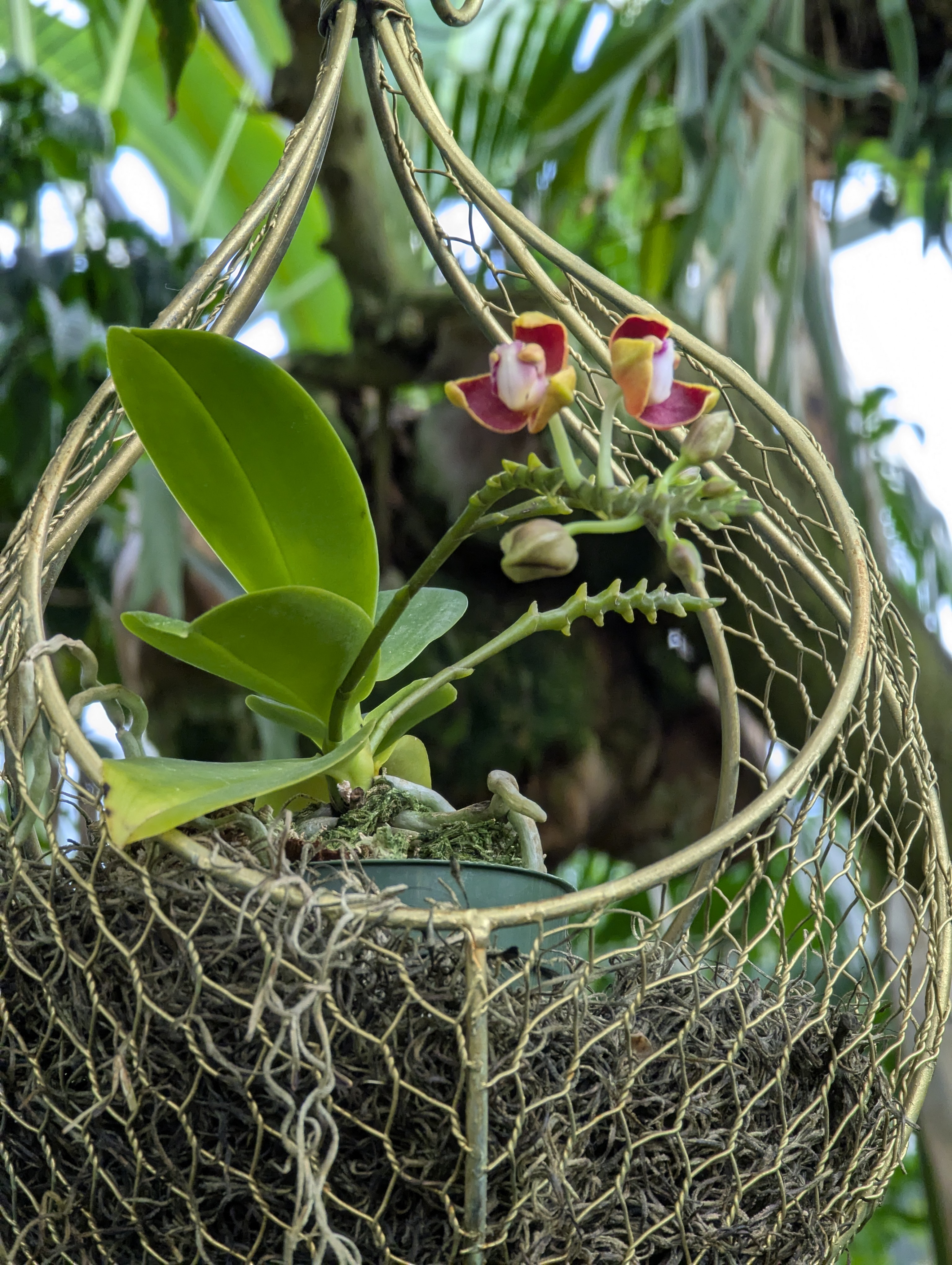 Birthday Trip to Canada, Edmonton, Pyramids, Muttart Observatory